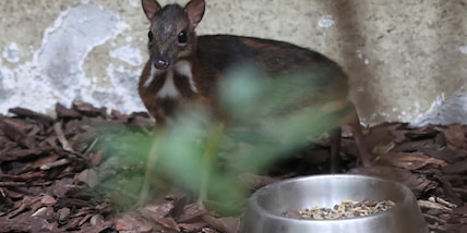 Piaga di topi in Australia: il governo lancia l'allarme