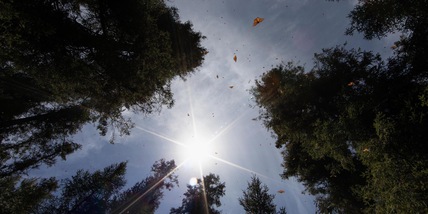 Caldo record in Canada: superati i 100 decessi