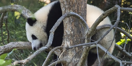 Panda, la Cina garantisce: "Continueranno ad essere tutelati"