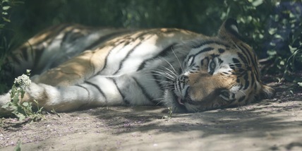 Indonesia, positive al Covid due tigri di Sumatra