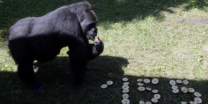 Atlanta, tredici gorilla dello zoo contagiati dal Covid