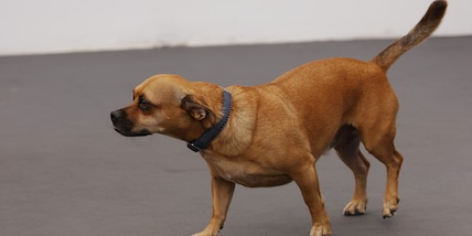 Usa il cane come scusa per tradire la moglie: il cucciolo lo fa scoprire