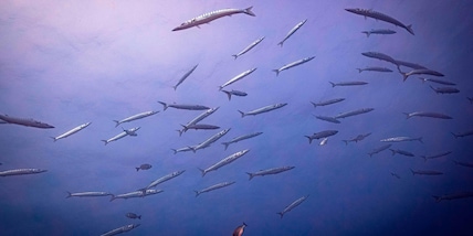 Incredibile in Giappone: granchio battuto all'asta per 38mila euro