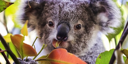Gli esperti lanciano l'allarme: "La clamidia sta sterminando i koala"
