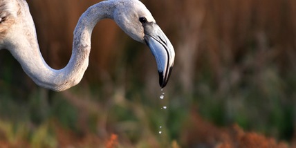 Avvistati due fenicotteri rosa in Molise
