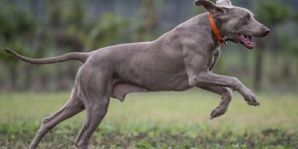Le 5 razze di cani più eleganti e adatte alla famiglia