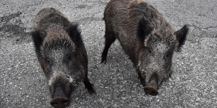 “La peste suina è presente in 50 Paesi”: è allarme in tutto il mondo