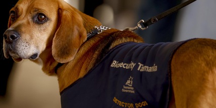 L’incredibile storia di Zoey, la cagnolina tornata a casa dopo 12 anni