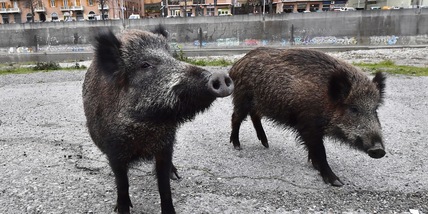 Roma, primo caso di peste suina: i provvedimenti presi
