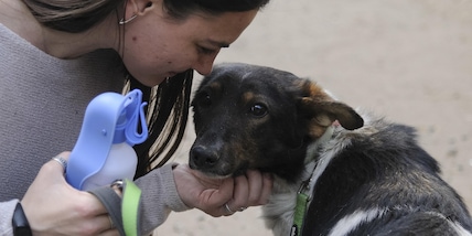 Le 10 razze di cani più vivaci e attive