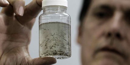 West Nile: nel 2022 superati i casi dell'anno 'epidemico' 2018