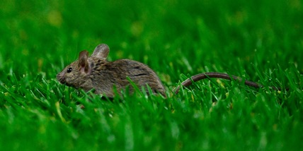 United, flop in Premier e… nell’igiene: escrementi di topo a Old Trafford