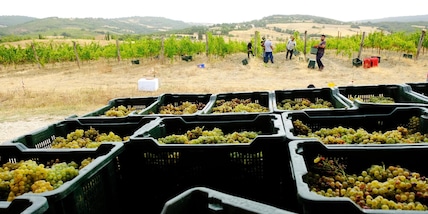 Vendemmia +8%, Italia numero uno al mondo per produzione di vino