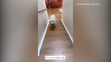 Diamanti, quante risate coi suoi cani: ma che lingua parlano?