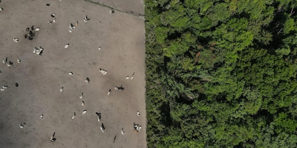 Pe da ok a rinvio norme deforestazione. Asse Ppe-destre