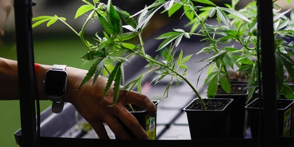 Marcia indietro su cannabis light, emendamento sarà ritirato