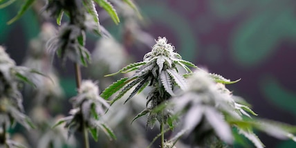 Trump allenta le restrizioni sulla marijuana a scopi medici