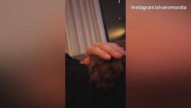 Como, le coccole di Morata per il suo cane