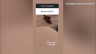 Domanda dei fan, Jessica Melena risponde sull'età..del cucciolo