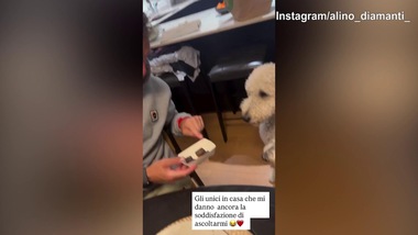 'Sfogo' Diamanti con i cani: "Siete gli unici che..."