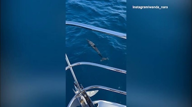 Wanda Nara coi delfini alle Maldive