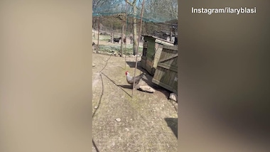 Pasqua, Ilary Blasi apre...le uova