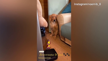 In casa Noemi Bocchi si festeggia l'arrivo di...un cagnolino