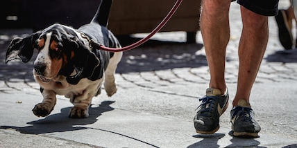 L'afa colpisce anche cani e gatti, in Francia aumento quasi del 10% mortalità