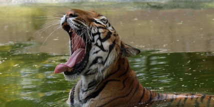 Messico, uccisa la tigre Kenzo che era fuggita da un centro privato