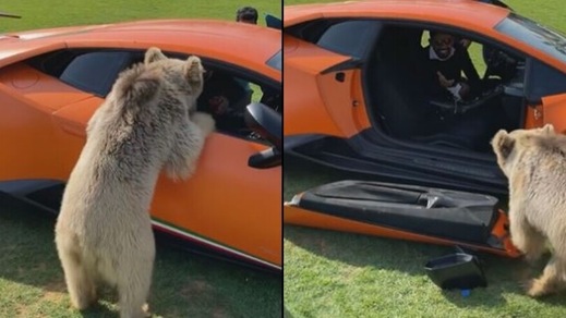 Orso distrugge la portiera della Lamborghini: ma lo sceicco se la ride!