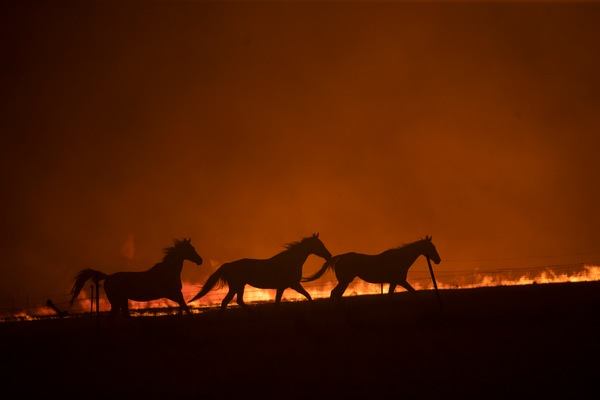 L'Australia post-incendi: al via il progetto di "citizen science"