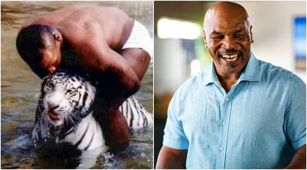 Tyson e la sua tigre, storia choc: "Strappò il braccio a una donna"