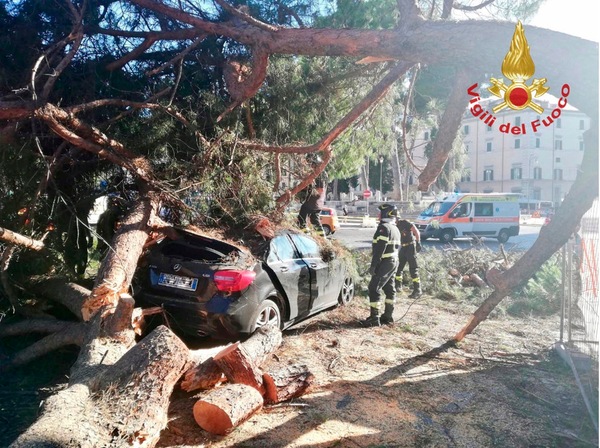 Cade un pino in centro a Roma, colpita una vettura in transito