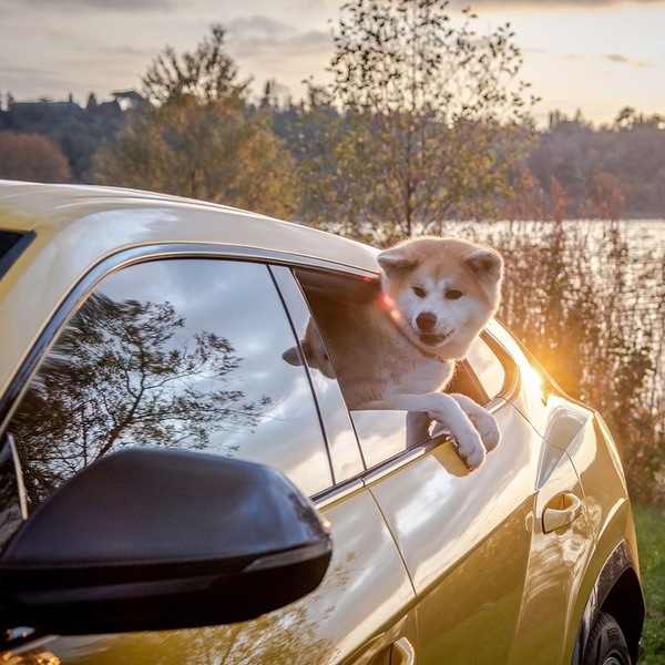 Cuccioli in Lamborghini: il dolce lato delle supercar FOTO