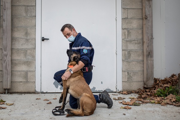 "I cani sono in grado di capire chi ha contratto il Coronavirus"