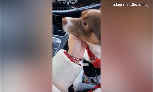 Elisabetta Canalis chiede al cane: "Cosa ti è piaciuto dell'Italia?"