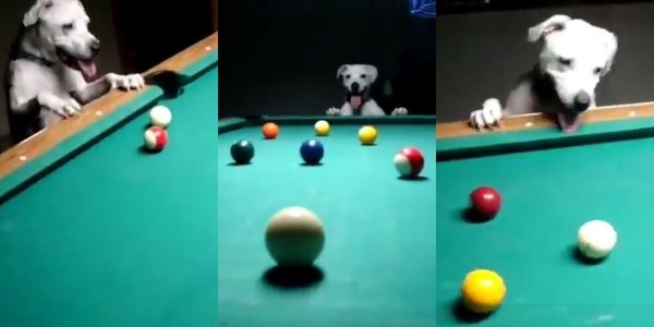 Il cane le imbuca tutte: il video è incredibile