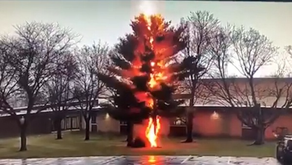 Il fulmine colpisce l’albero e lo polverizza subito