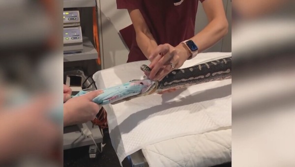 L’enorme pitone rischia di soffocare: aveva ingerito l'impensabile