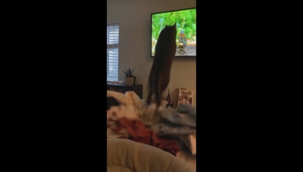 Il gatto vede l’uccellino e salta subito a prenderlo… ma è in tv