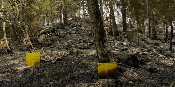 Grecia, vigili del fuoco: "Situazione incendi è sotto controllo"