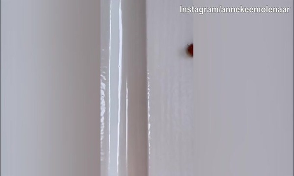 Annekee Molenaar, coccinella in casa...porterà fortuna?