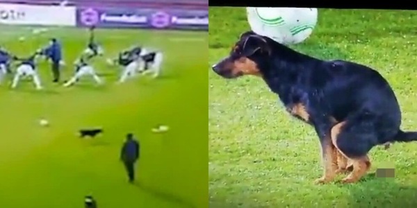 Partizan-Anorthosis, incredibile: cane lascia un "regalino" in campo