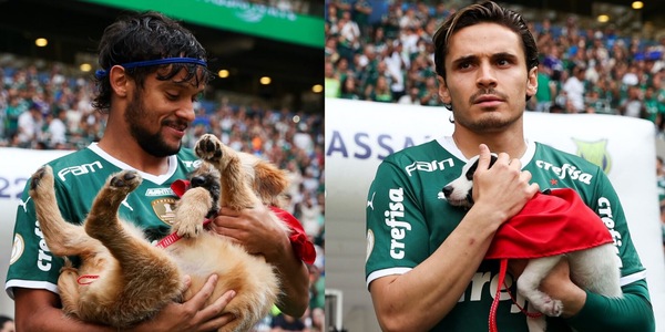 Palmeiras, il gol più bello: fa adottare i cani abbandonati!