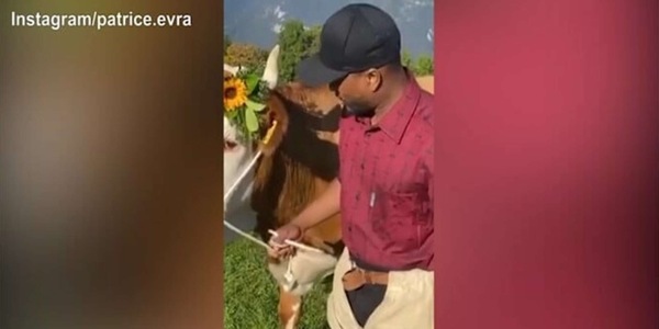 Evra alle prese con una mucca, il finale è inaspettato