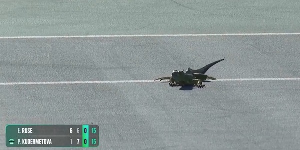 Game, set e... iguana! La strana invasione di campo a Miami risolta così