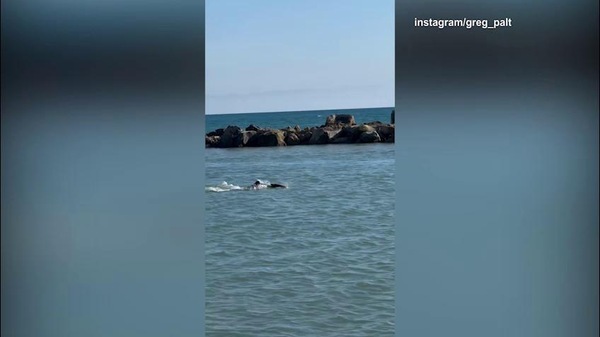 Paltrinieri sfreccia in mare