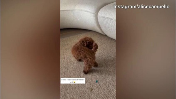 Il cane di Alice Campello e Alvaro Morata...impazzisce!