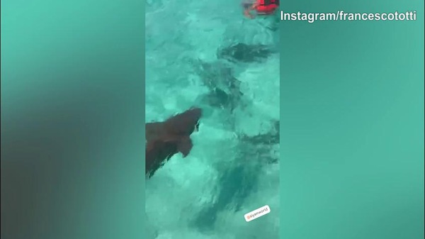 Totti, incontro pericoloso con gli squali!