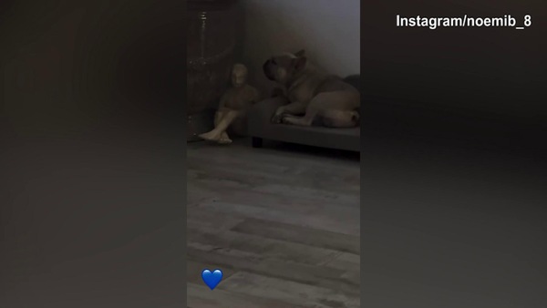Totti in campo per Operazione Nostalgia: a casa Noemi guarda la partita, ma il cane...